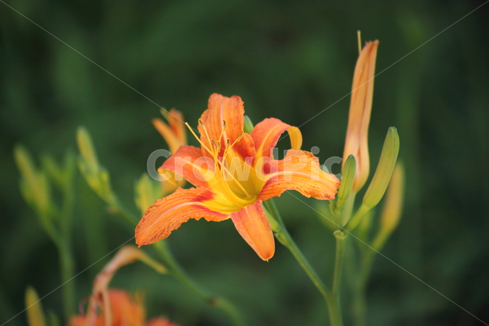 원추리,원추리꽃,여름,백합과,daylily