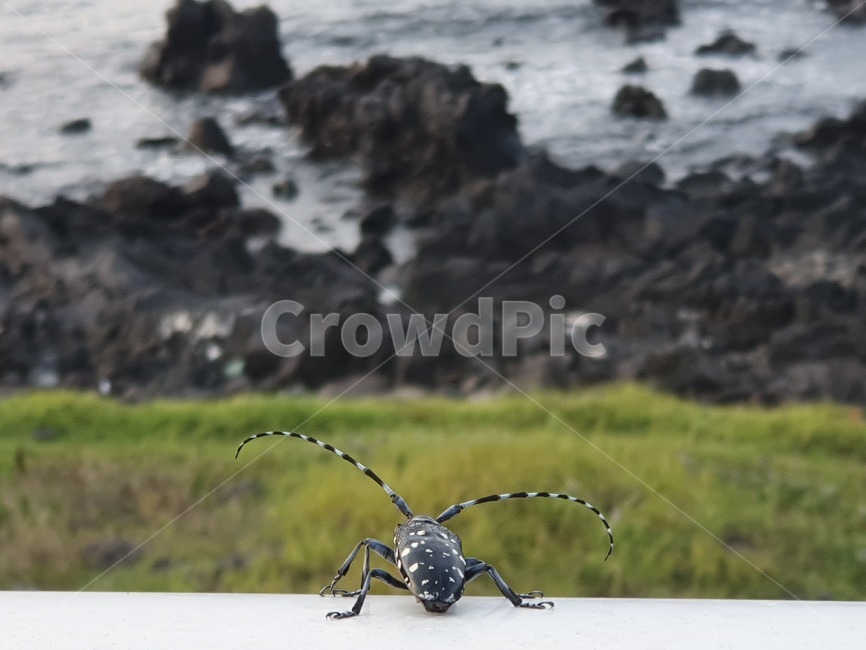 곤충,바다,풍경,풀,돌,곤충,벌레,insect,bug