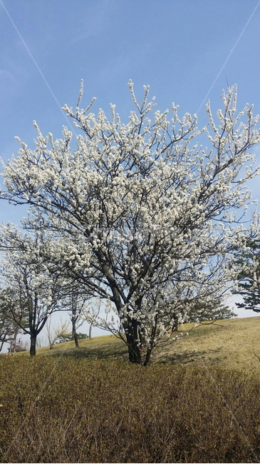 plant,식물,tree,나무,꽃,봄,하늘,잔디,야외,자연,풍경
