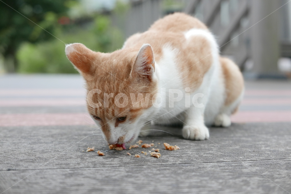 고양이,포유류,동물,cat,pet,animal,먹이,동물,animal,포유류,mammal,고양이,cat,kitten,kitty