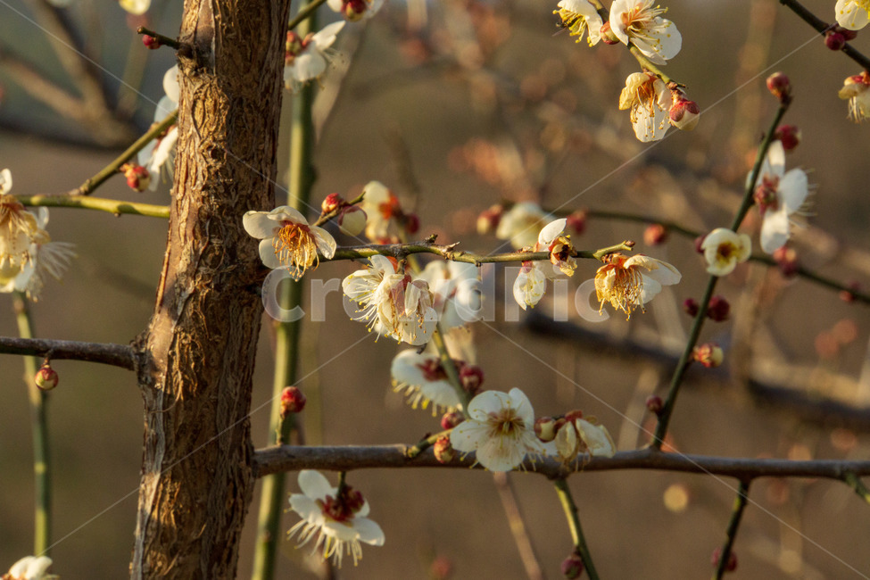 꽃,봄,흰꽃,나무,매화,매화꽃,봄,계절,spring,season,식물,자연,plants,nature,꽃,flower,plant