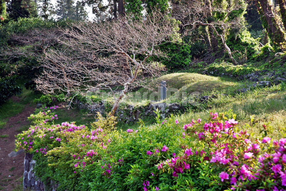 무덤,철쭉,제주,올레71코스,올레길,서귀포,봄,자연,풍경,nature,landscape,plant,식물,field,들,grassland,목초지,outdoors,옥외