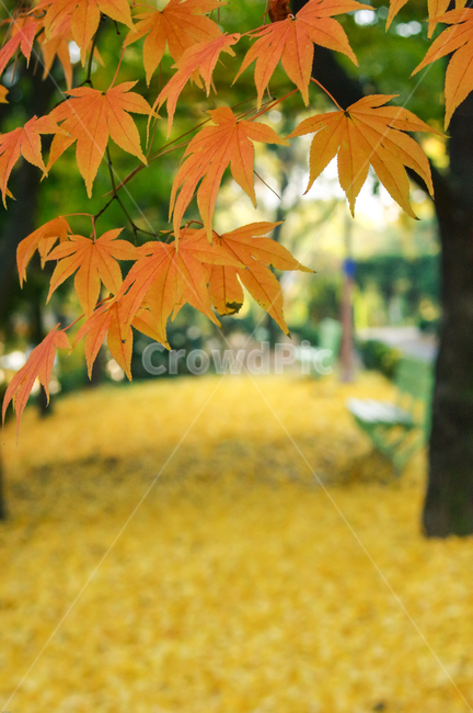 단풍,노란,길거리,공원,가을,늦가을,낙엽,차분한,나무,tree,plant,leaf,가을,계절,fall,autumn,season,식물,자연,plants,nature,잎