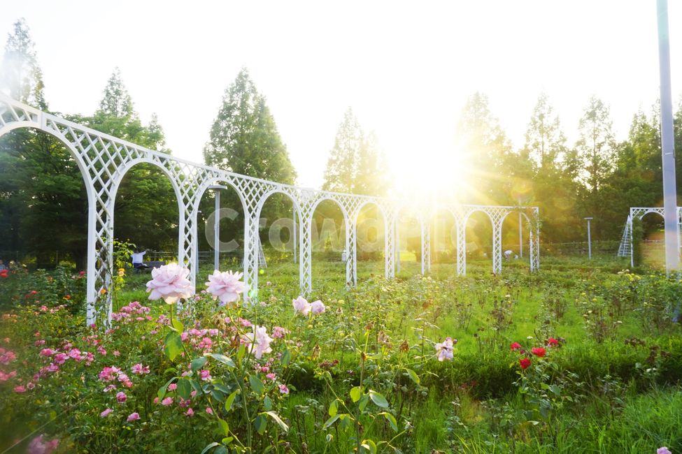 꽃밭,자연,풍경,일산,노을,sky,nature,flowers,자연,풍경,nature,landscape,outdoors,옥외
