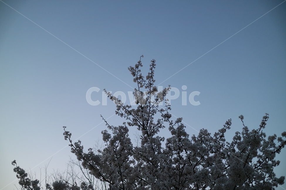 벚꽃,하늘,저녁,봄,plant,식물,tree,나무