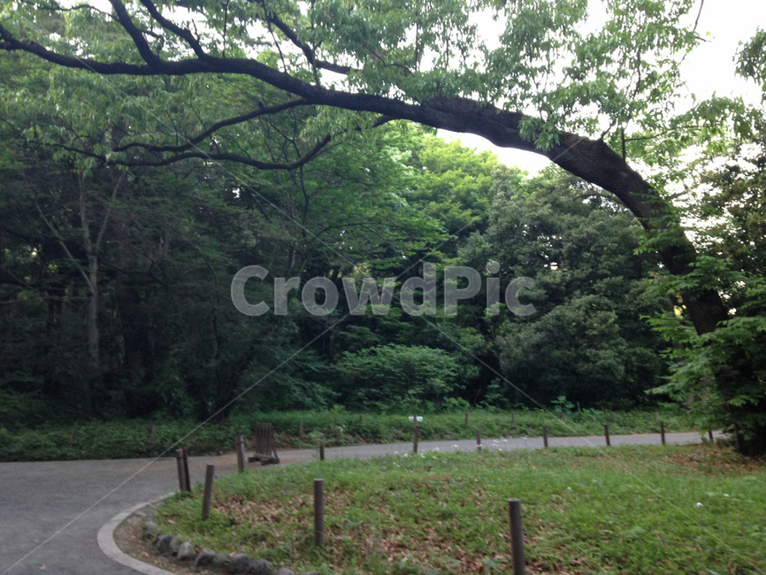 굽어진나무,큰나무,공원나무,잔디,outdoors