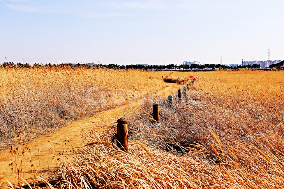 갈대,생태공원,빨강우산,갈대숲길,풍경,자연,배경,가을,계절,fall,autumn,season,ground,바닥,soil,흙