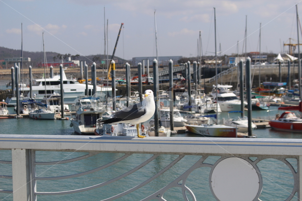 animal,동물,bird,새,water,물,waterfront,항구,dock,독,pier,port,포트,동물,animal,조류,새,birds
