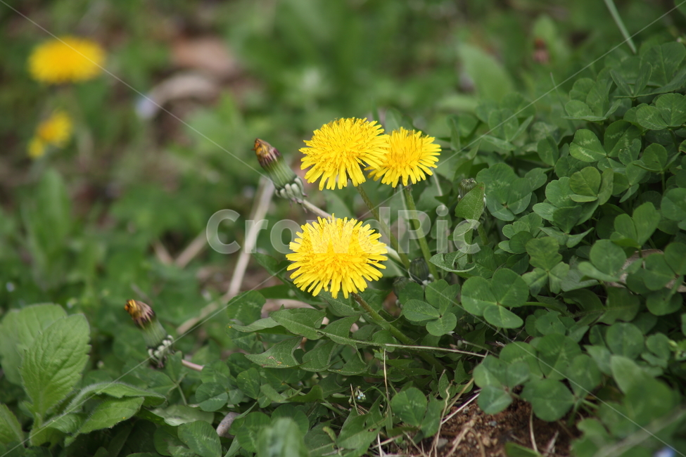 민들레,국화과,씨앗,식물,dandelion,식물,자연,plants,nature,꽃,flower