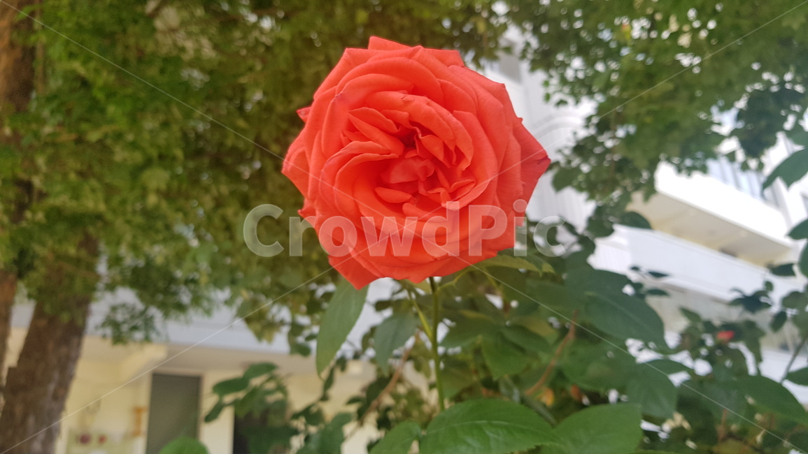 붉은장미,장미,꽃,한송이,rose,flower,하나,혼자