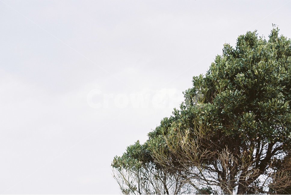 나무,감성사진,봄,초록색,감성,식물,자연,plants,nature,나무,trees,wood
