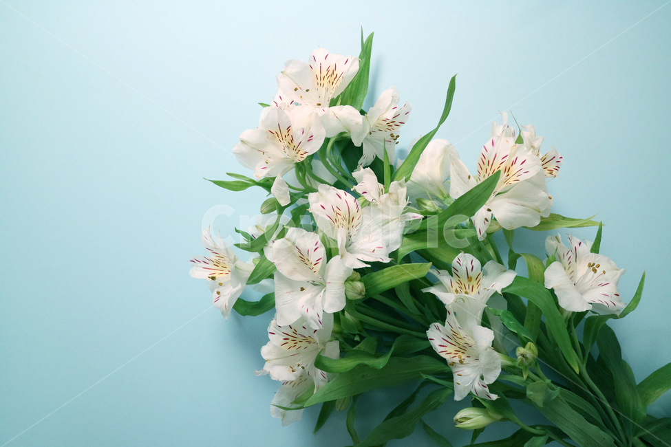 꽃,꽃다발,흰꽃,하얀꽃,백그라운드,배경,배경이미지,식물,부케,아름다움,보테니컬,꽃,flower