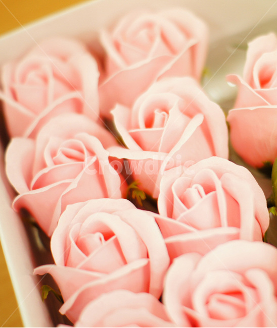 장미,꽃,비누꽃,rose,pink,사랑스러운,감성,바탕,배경,lovely,flower,adorable,우아한,beautiful,아름다운,분홍,plant,식물,상자,분위기,식물,자연,plants,nature,꽃,flower