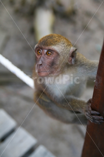 원숭이,동물,포유류,몽키,야외,나무,Monkey,동남아시아,열대,동물,animal,포유류,mammal
