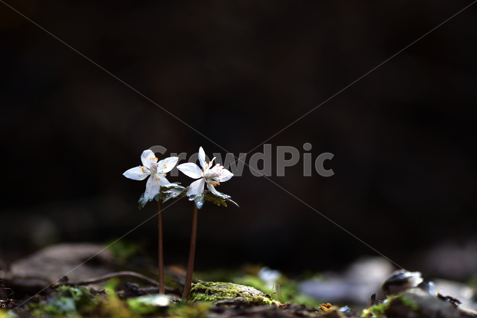 너도바람꽃,야생화,봄,꽃,풀꽃,자연,식물,식생,감성,힐링,plants,nature,spring,season,flower,emotion,feeling,흰색,초본,너도바람꽃속