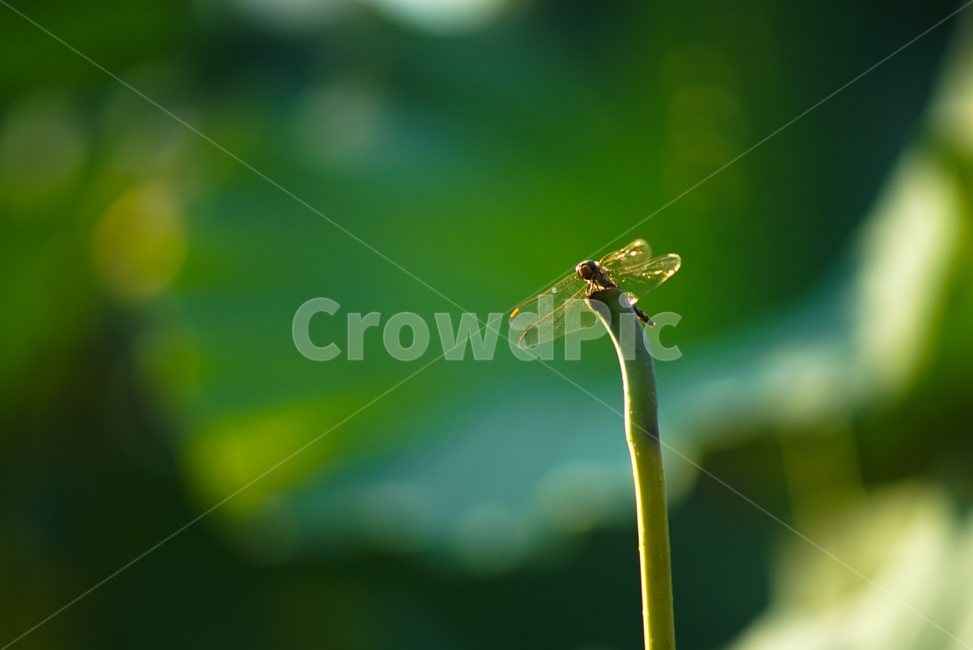 잠자리,곤충,겹눈,꽃대,야생,자연,날개,식물,자연,plants,nature,동물,animal,곤충,벌레,insect,bug