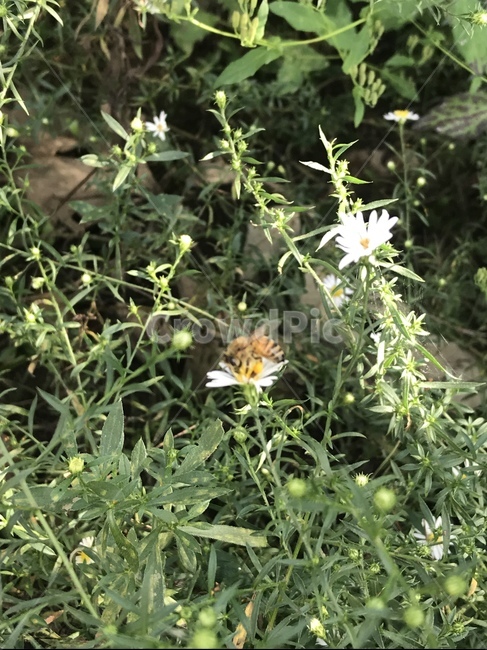 식물,벌,꽃,데이지,꽃위에벌,식물,자연,plants,nature,꽃,flower
