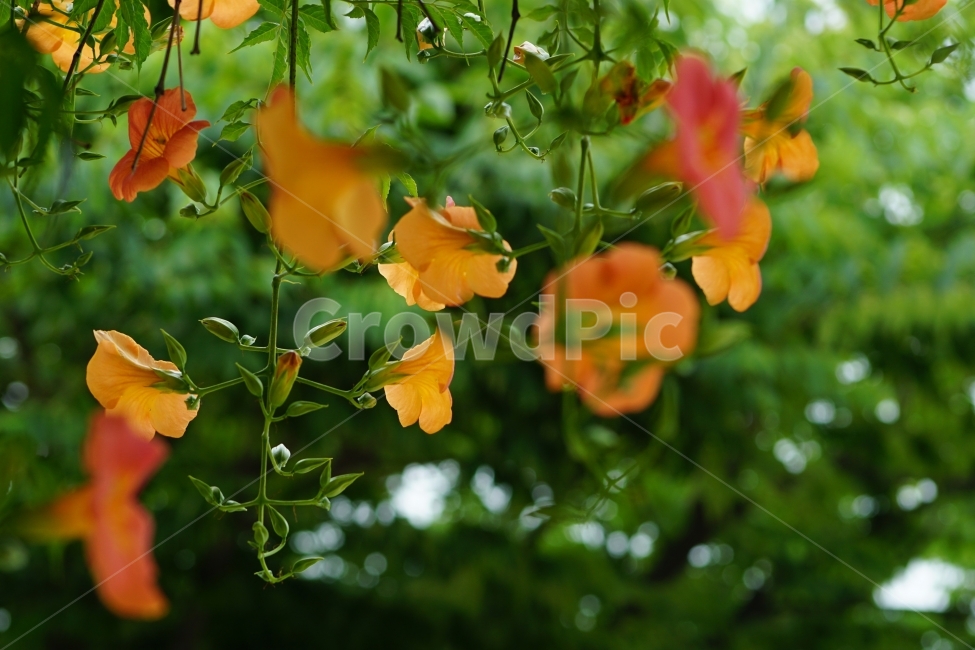 부천중앙공원,능소화,공원,꽃,풍경,식물,자연,plants,nature,꽃,flower