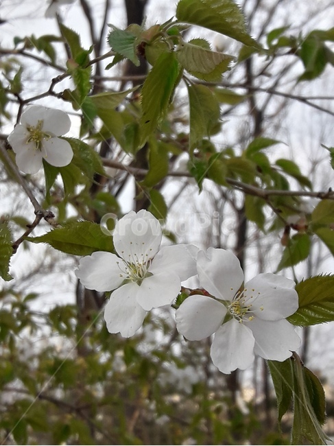 꽃,봄꽃,식물,flower,봄,spring