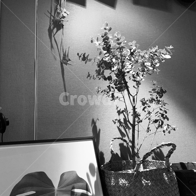 plant,병장식,인테리어,화분,식물,내부,벽,흑백사진