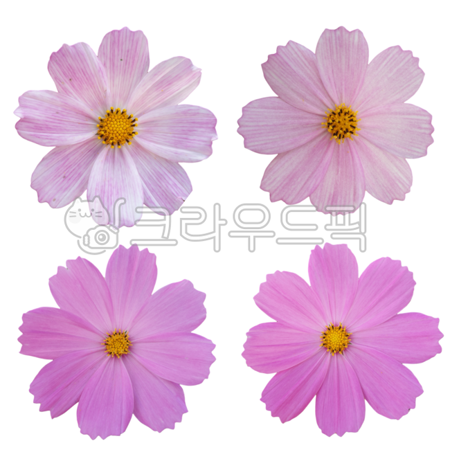 flower sticker,Cosmos Nuki,Fresh flowers,graphic source,fresh flower sticker,flower petal,flower design source,flower icon,pink flower,photoshop source,Flower Nokki