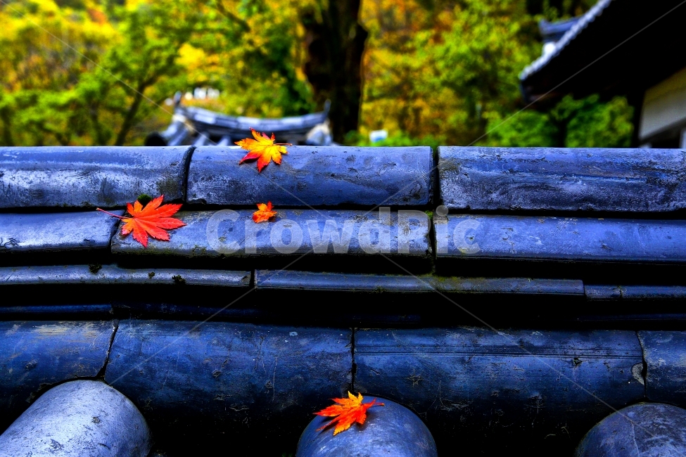 담장,단풍,단풍잎,사찰,절,감성,가을,계절,fall,autumn,season,한국전통,한국문화,korean traditional,korean culture,건축물,건물외관,exterior,building,structure,architecture,construction,plant,식물,leaf,잎