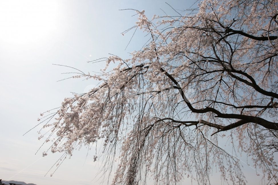 벚꽃,꽃,자연,풍경,봄,나무,봄,계절,spring,season,식물,자연,plants,nature,나무,trees,wood,tree,plant