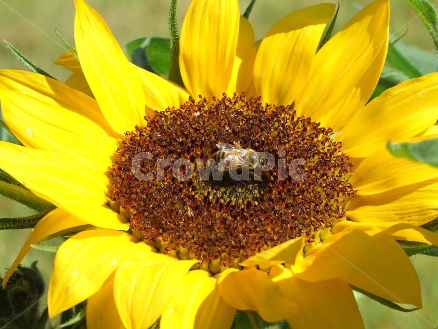 꽃,곤충,식물,여름,summer,식물,자연,plants,nature,꽃,flower,동물,animal,곤충,벌레,insect,bug