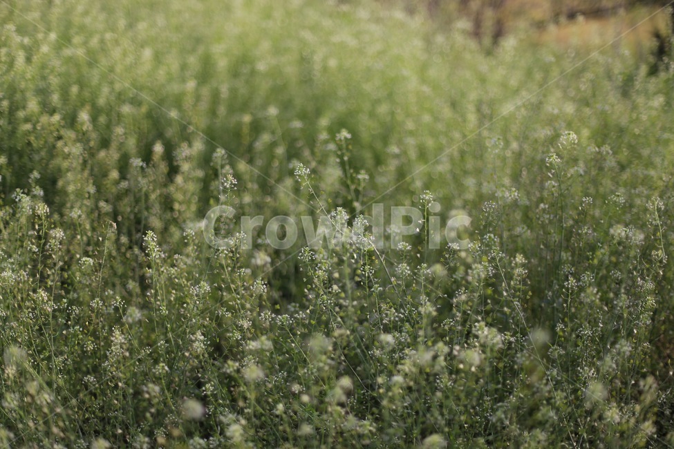 풀,하얀꽃,안개꽃,이슬,새벽,감성,dawn,daybreak,grass,white,green,gypsophila,babysbreath,sensitivity,sensibility