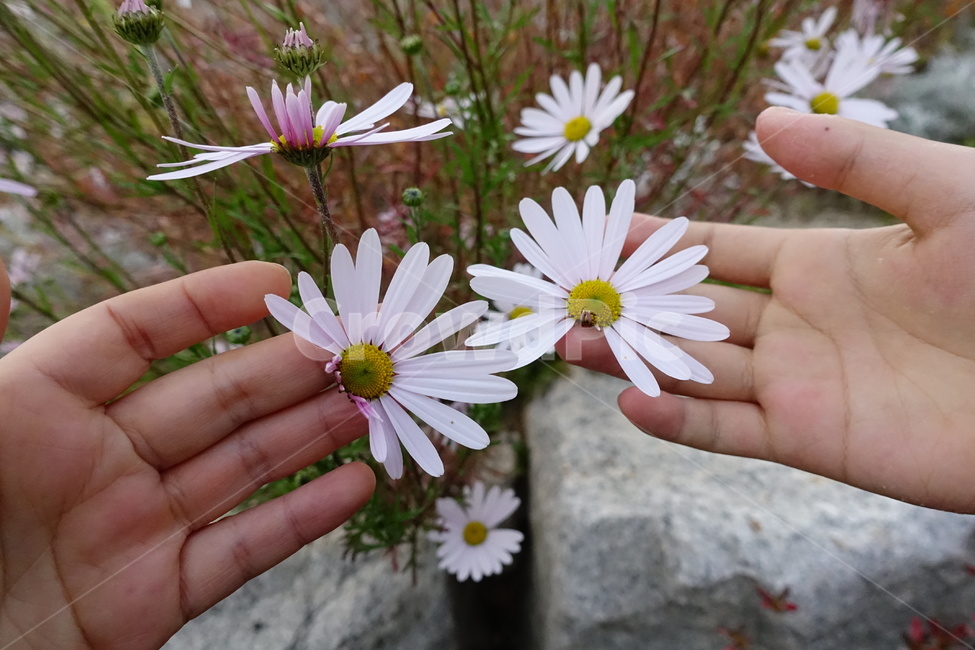 꽃,플라워,가을국화,국화,flower,식물,자연,plants,nature,꽃,flower