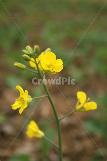 유채꽃,봄,봄날,감성,spring,flower,공원,풍경,식물,새싹,잎,초록,꽃,노란색,봄,계절,spring,season,식물,자연,plants,nature,꽃,flower,plant,blossom,geranium,제라늄