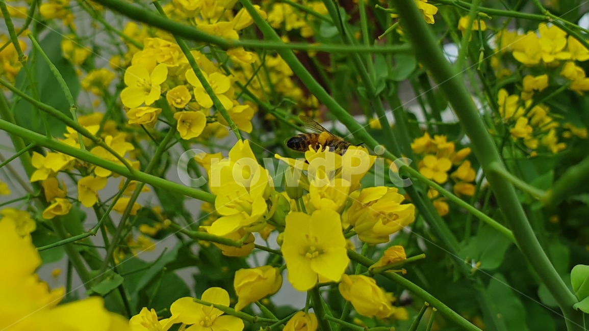 벌,노란색,유채꽃,꿀벌,매크로,접사,귀여움,yellow,bee,일벌,work,봄,계절,spring,season,식물,자연,plants,nature,꽃,flower,동물,animal,곤충,벌레,insect,bug,invertebrate,무척추 동물