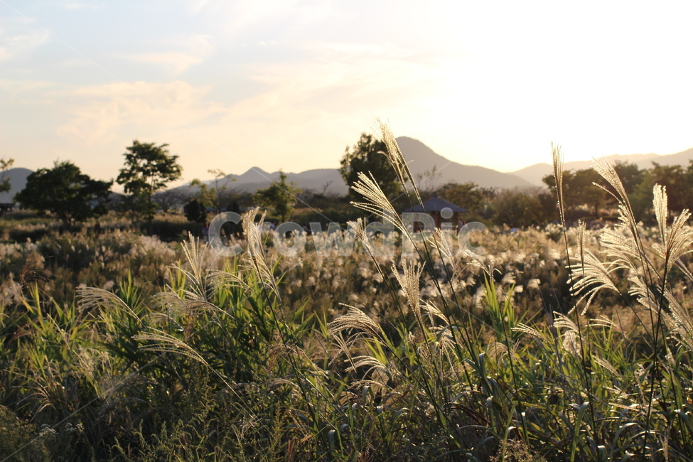 갈대,가을,갈대밭,식물,field