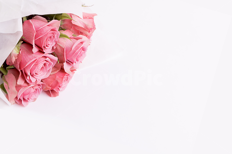 장미,묶음,분홍색,핑크,흰바탕,배경,꽃,꽃,flower,기념일,축하,anniversary,congratulation,celebrate,celebration