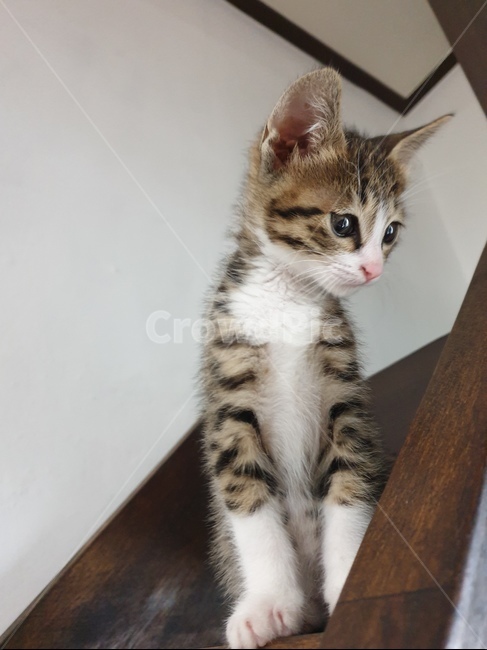 고양이,애완동물,코리안숏헤어,코숏,냐옹이,동물,animal,포유류,mammal,고양이,cat,kitten,kitty