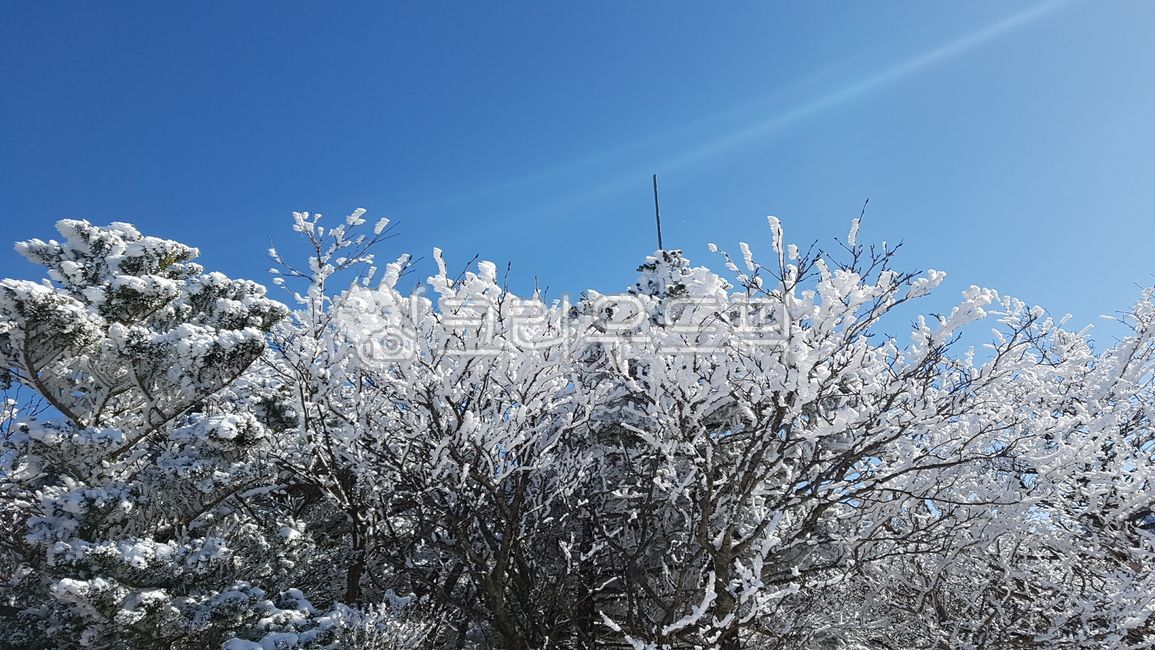 제주도,한라산,설산,눈오는날,눈내리는풍경,눈