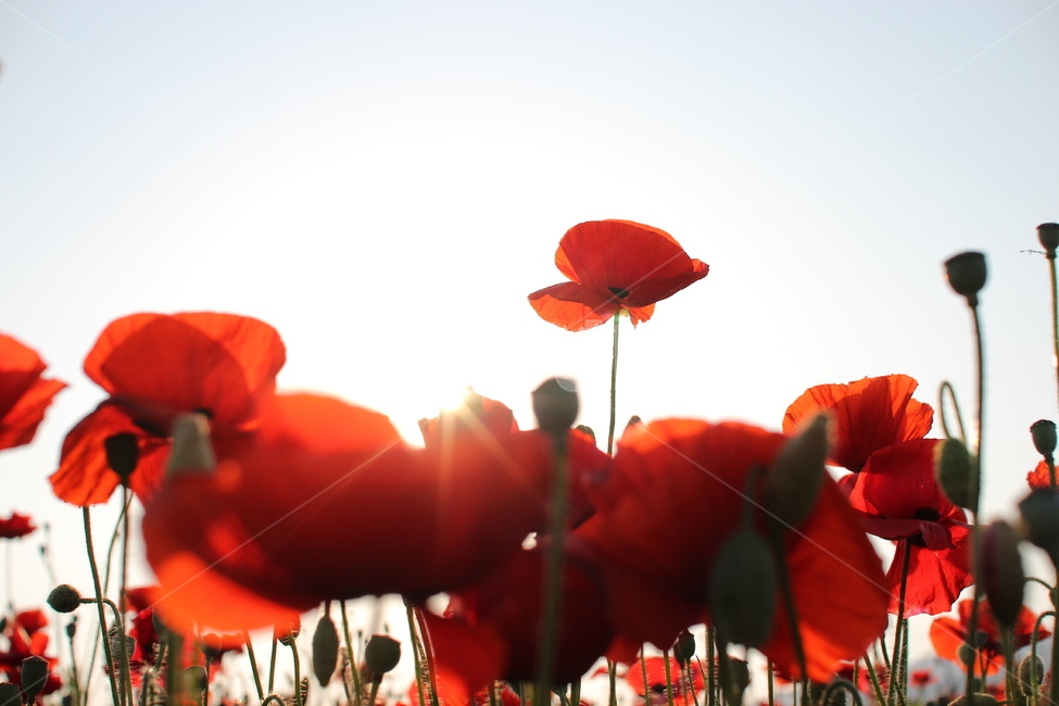 plant,식물,flower,blossom,양귀비,양귀비꽃,역광,빛,정원,빨강,red,garden,꽃,식물,자연,plants,nature,꽃,flower