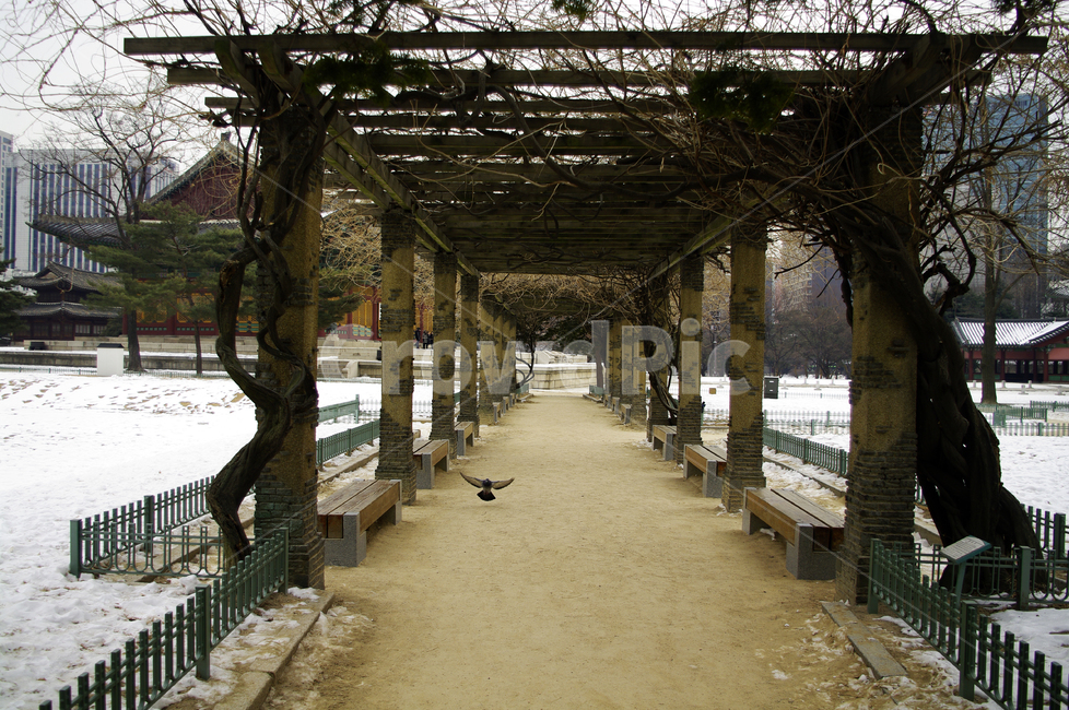 덕수궁,의자,새,겨울,winter,눈,나무,식물,plant,겨울,계절,winter,season