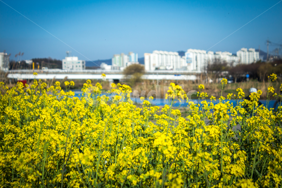 유채꽃,도심,꽃,flower,blossom,봄,봄꽃,spring,city,도시,downtown,field,들