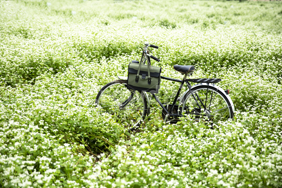 메밀밭,자전거,추억,책가방,감성,메밀꽃,봄,계절,spring,season,자연,풍경,nature,landscape,사물,물건,오브젝트,thing,object,matter,machine,기계,wheel,바퀴,vehicle,차량,bicycle,transportation,교통,bike