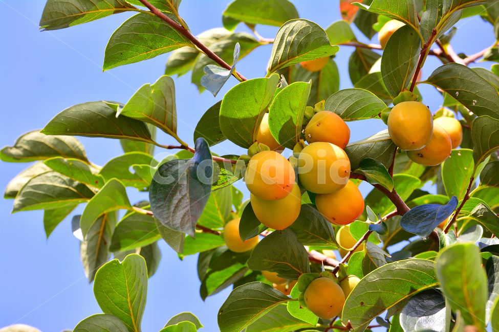감,과일,열매,단감,음식,food,감나무,곶감재료,아시안,asian,fruit,탄닌,persimmon,한국적,코리안,나무열매,잎새,잘익은,식욕,맛,taste,수정과,달콤한,감말랭이,가을이미지,autumn,fall,식물,자연,plants,nature,음식,식재료,요리,food,cook,meal,dishes,food reserves,과일,열매,fruit