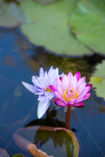 수련,plant,식물,blossom,flower,꽃,lily,식물,자연,plants,nature,꽃,flower