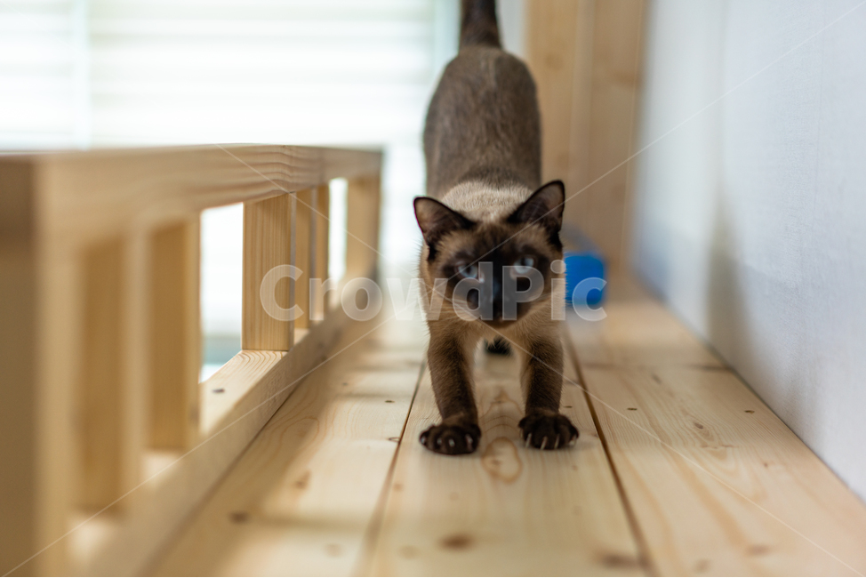 캣타워,샴,고양이,cat,반려동물,기지개,스트레칭,마루,나무,목재,diy,암컷,동물,animal,포유류,mammal,고양이,cat,kitten,kitty