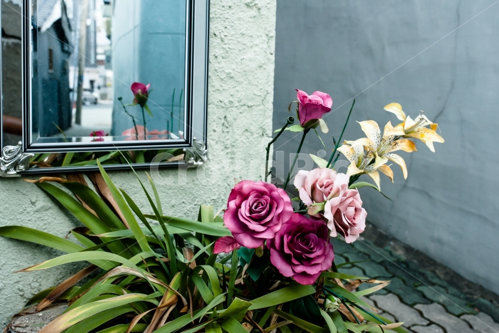 background,Rose,flower background,close,flower