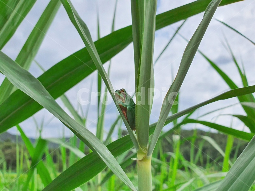 개구리,동물,양서류,frog,animal,보호색,초록,green,식물,자연,plants,nature,곤충,벌레,insect,bug