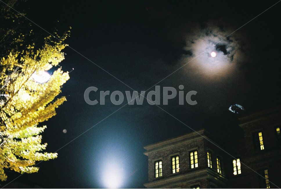 감성,가을,은행,은행나무,보름달,이태원,필름,아날로그,가을,계절,fall,autumn,season,자연,풍경,nature,landscape,야경,밤,nightscape,night,outdoors,옥외