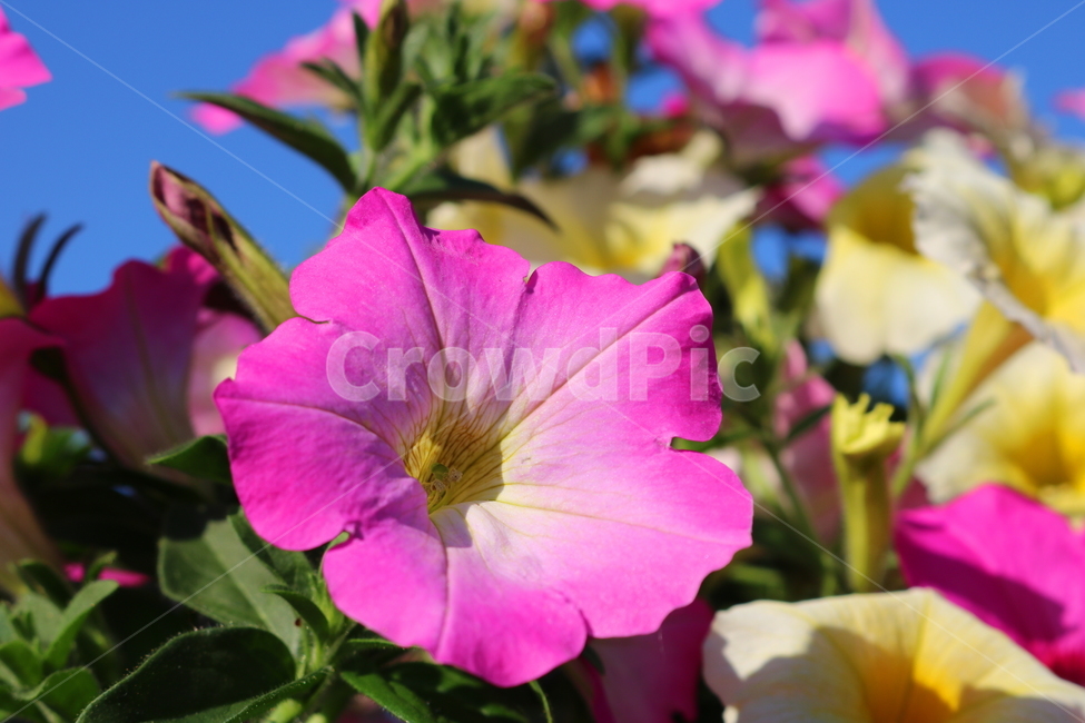 꽃,페튜니아,페튜니아꽃,식물,자연,페츄니아,분홍꽃,식물,자연,plants,nature,꽃,flower