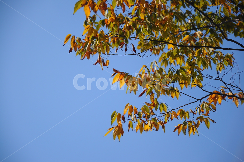 나뭇잎,가을,하늘,파란,나무,가을,계절,fall,autumn,season,leaf,잎,plant,식물