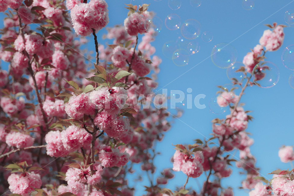 벚꽃,벚나무,겹벚꽃,하늘,비누방울,plant,식물,flower,blossom,꽃,spring,봄,봄,계절,spring,season