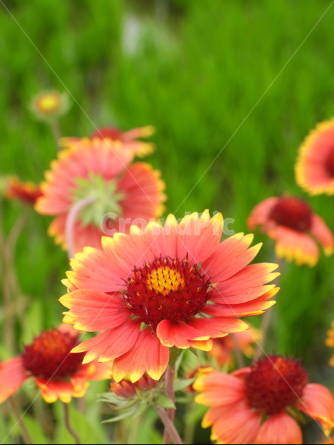 꽃,인디언국화,국화,국화꽃,식물,자연